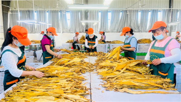 烟叶分级灯箱：提高烟叶分级效率和准确性的关键工具