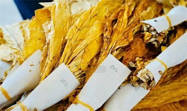 烟叶分级灯箱：提高烟叶分级效率和准确性的关键工具2