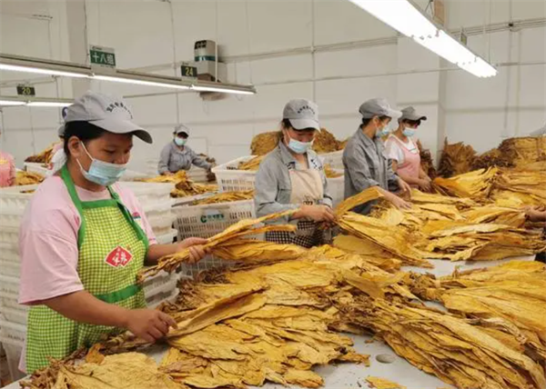 什么是烟叶分级灯箱？烟叶分级灯箱标准规范