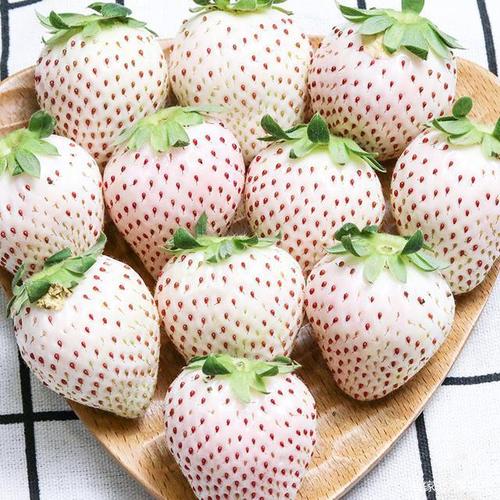 被压白的草莓能放多久