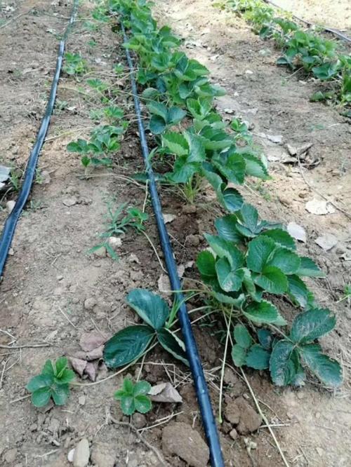 高垄种植草莓如何灌溉