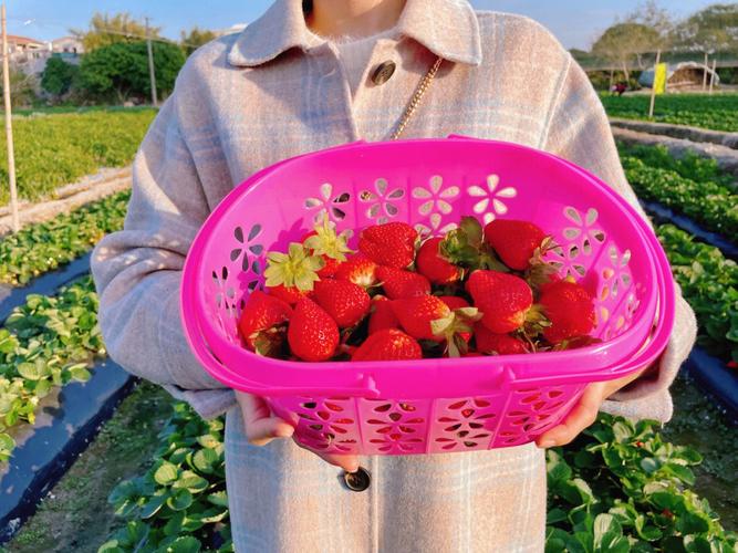 莆田哪里摘草莓的