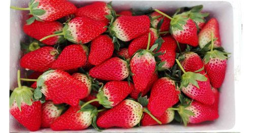 荣成哪里产草莓最好种