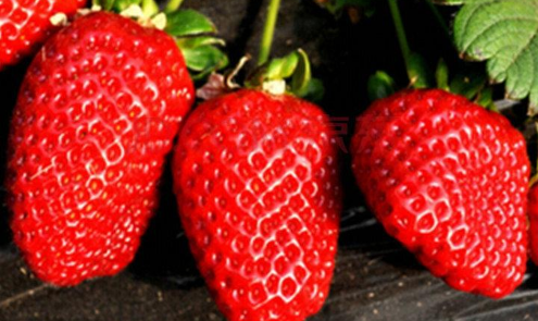 莱西草莓有哪些品种