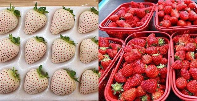 菠萝草莓与白雪草莓哪个好