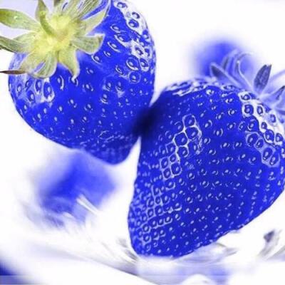 蓝草莓作用和效果有哪些