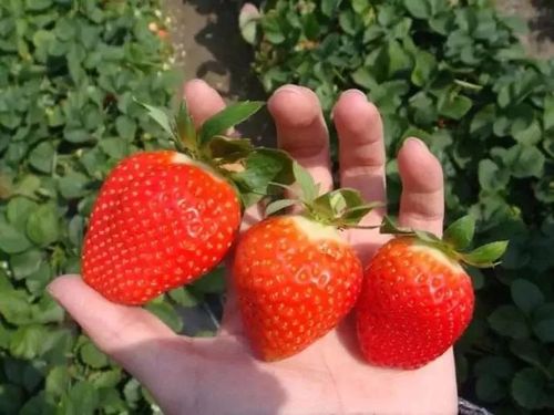 蒲江哪里可以摘草莓