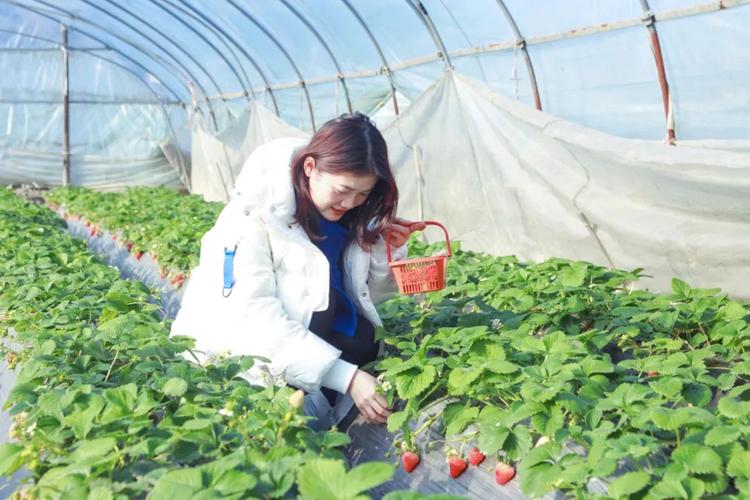 萍乡哪里有种植草莓的