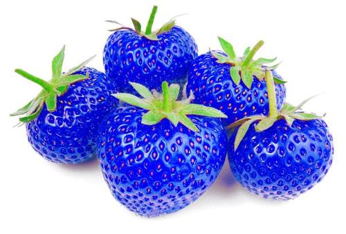 蓝色草莓是哪个国家的品牌
