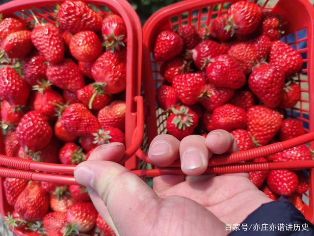 香山草莓哪里摘最好