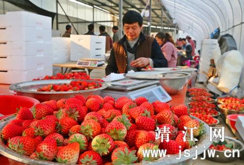 靖江马桥有多少亩草莓