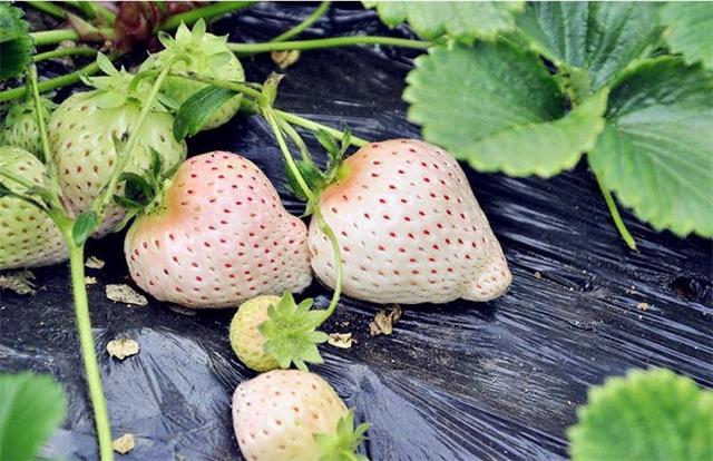 菠萝草莓施什么肥料