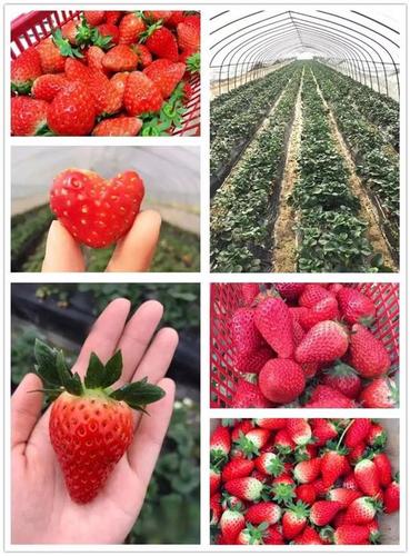 赣州哪里有草莓卖