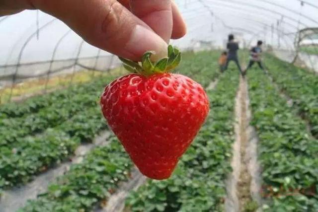 西安北郊草莓园有哪些